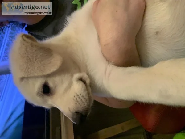 3 month old puppies FREE