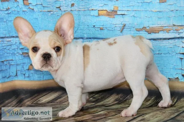 AKC French Bulldog Female Cream Colored