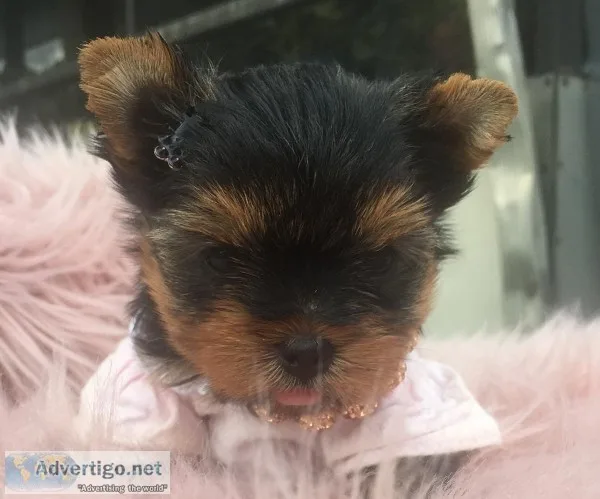 YORKIE PUPPIES