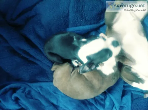 Bostan Terrier puppy s for sale
