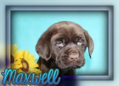Maxwell Male AKC Chocolate Labrador