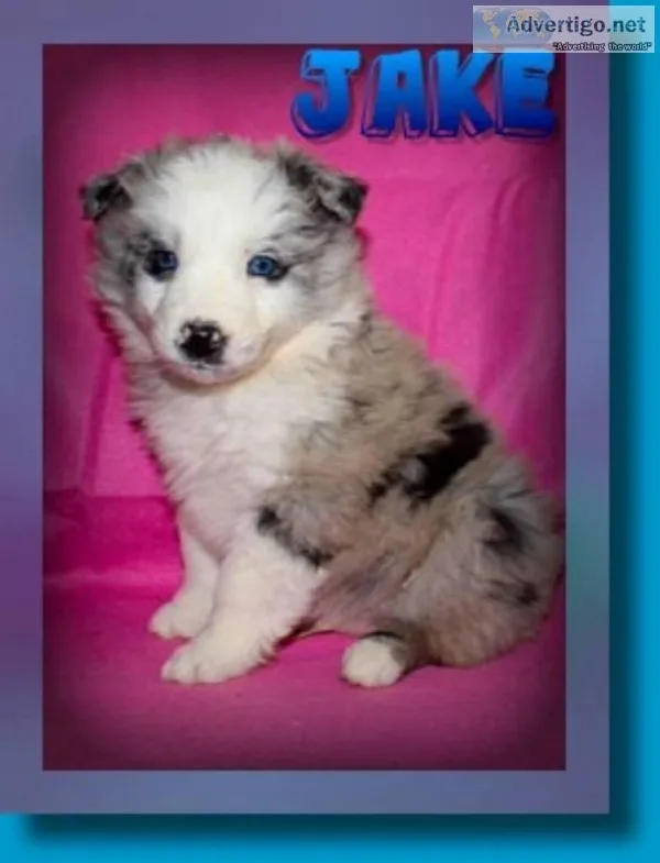 Jake Male Miniature Australian Shepherd