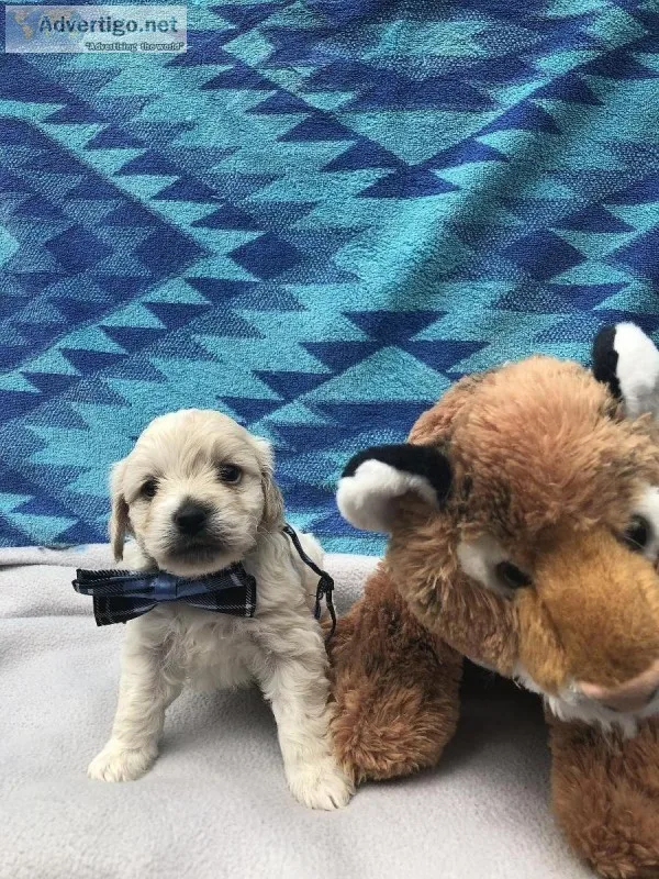 Cockapoo puppies