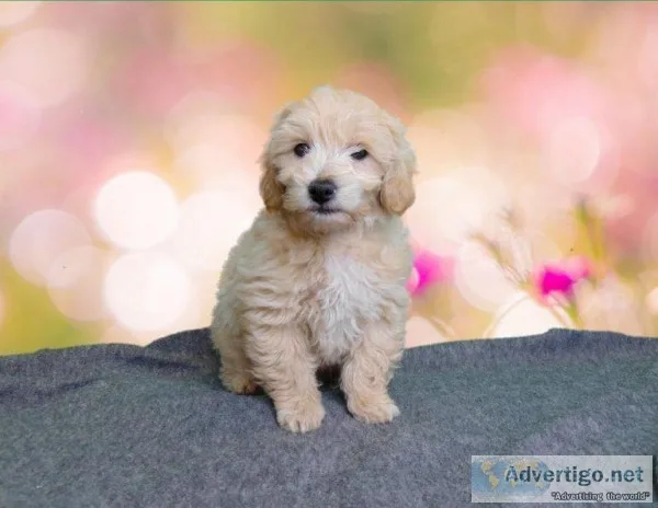 Madden will steal your heart Bichapoo 3108L