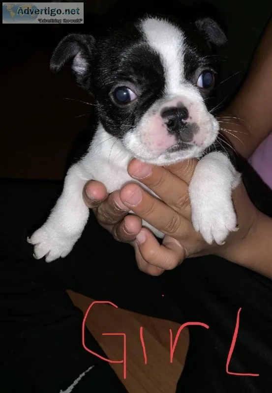 Boston Terrier puppies