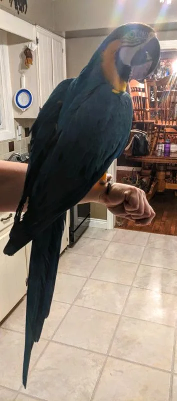 My Blue and Gold macaw