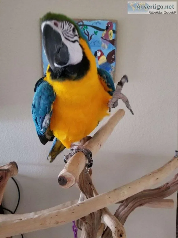 Beautiful Blue and Gold macaw for sale