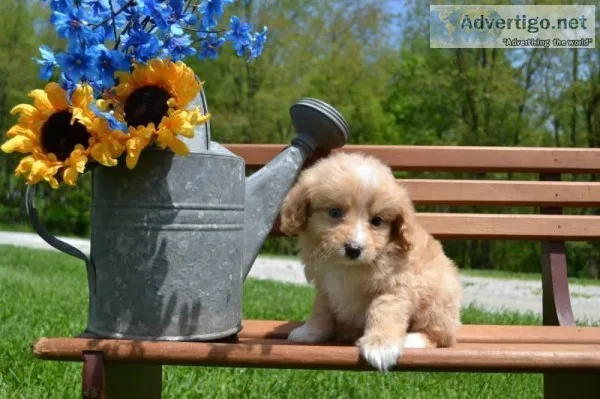 Finn Male Mini Aussie Doodle