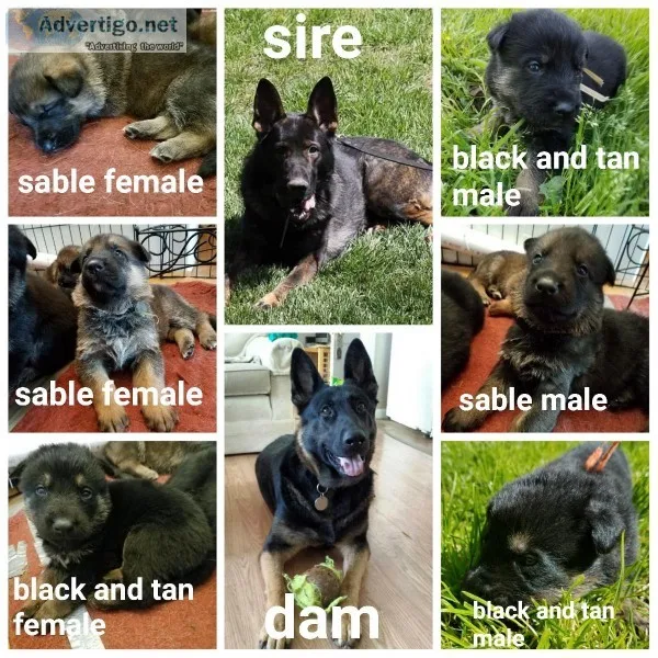 AKC German shepherd puppies