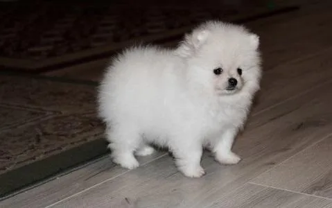 Pomeranian puppies healthy FM for sale