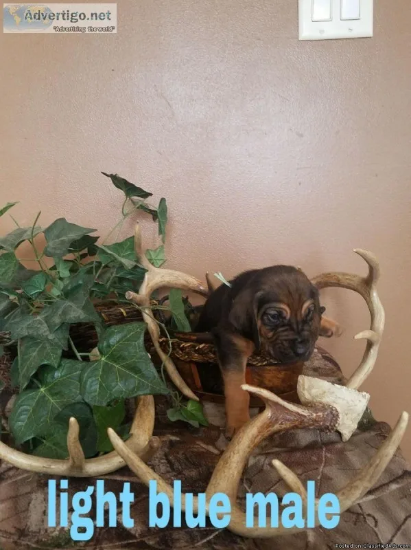 Akc registered bloodhound puppys.
