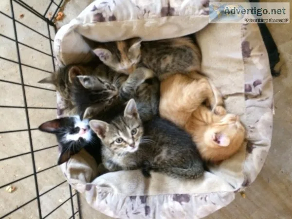 10-Kittens to good home