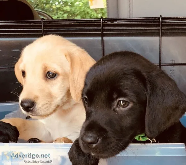 Lab puppies
