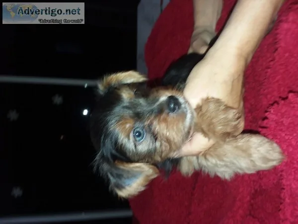 Yorkie Puppies