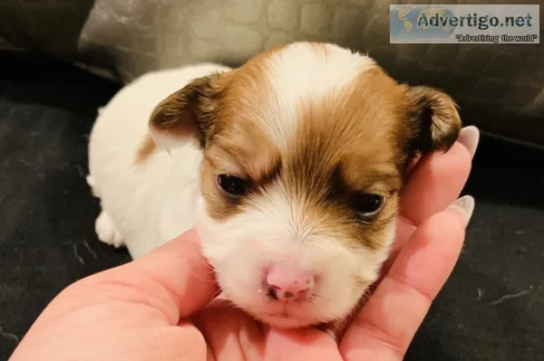 Morkie puppies