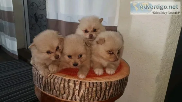 Gorgeous Teacup Pom Dogs
