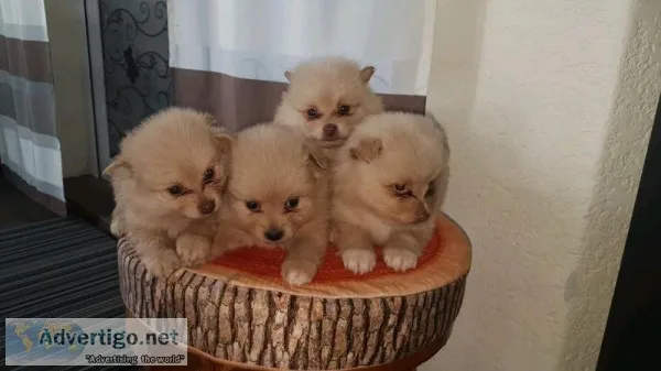 Fantastic Teacup Pomeranian Pups