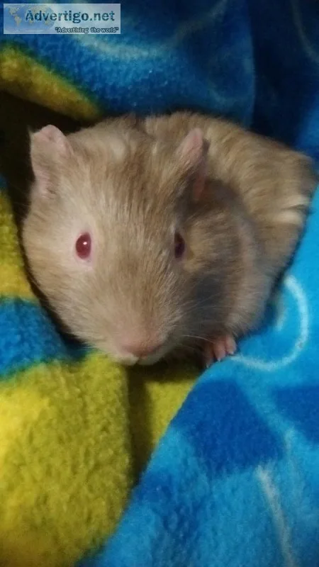 Guinea Pig baby ( female)