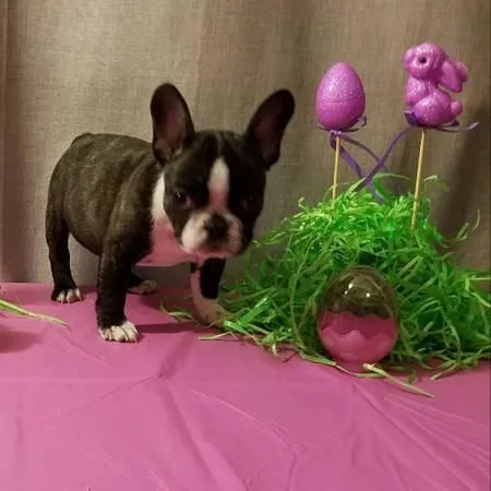 French Bulldog puppies  ready for rehoming