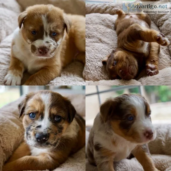 Beautiful pups