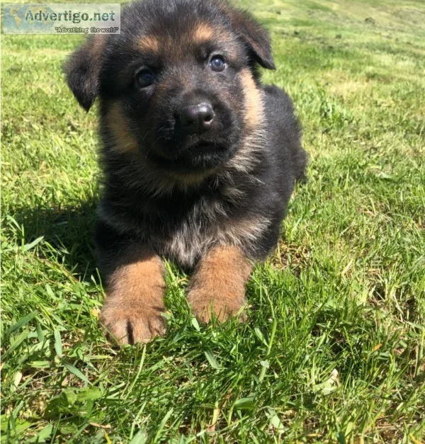Purebred German Shepherds for Sale