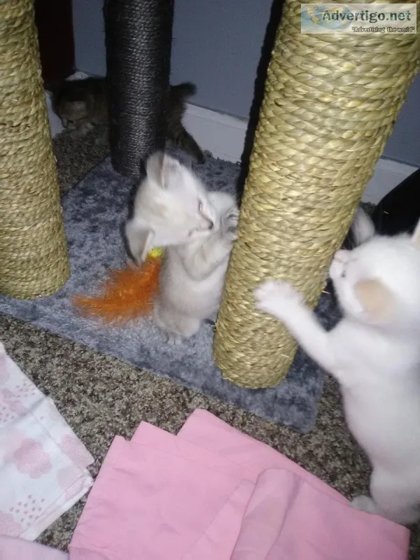 Flame point siameselynx point siamese kittens