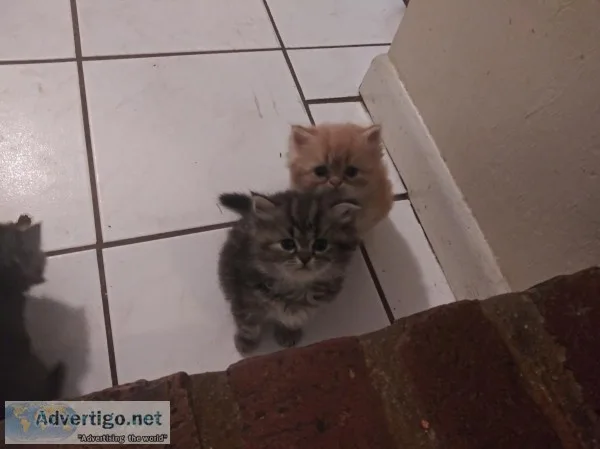 Full blooded persian kittens