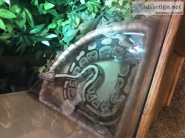 Adult Female Ball Python and Terrarium