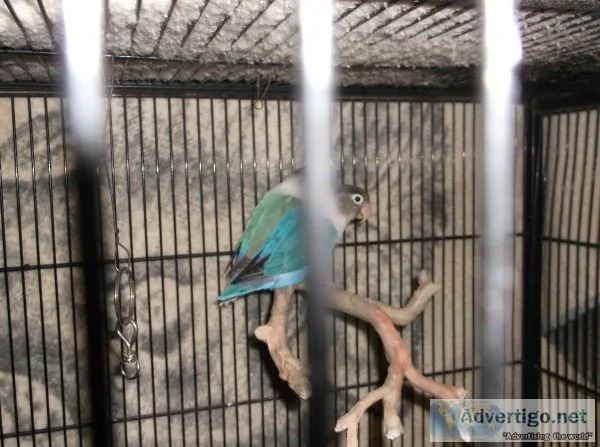 Breeding pair of lovebirds