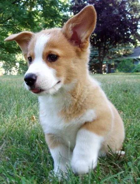 Top quality corgi puppies for sale 