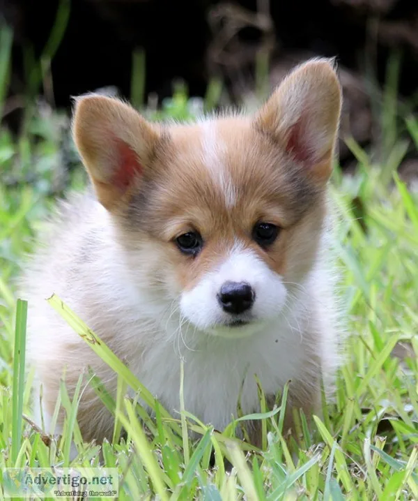 Top quality corgi puppies for sale 
