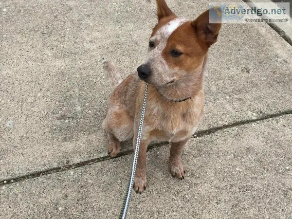 Free purebred red heeler