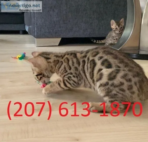 Bengal Pure Breed Kittens