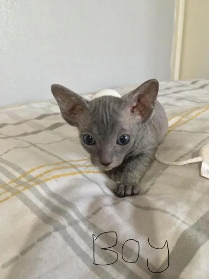 Two Beautiful Sphynx Kittens with fantastic markings