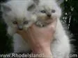 RAGDOLL KITTENS