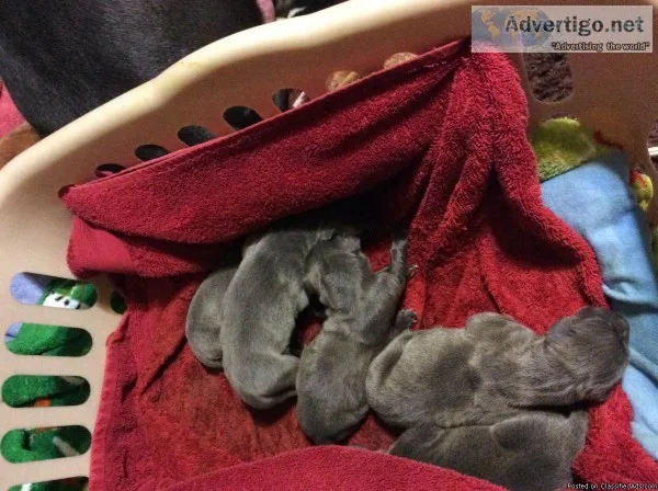 Blue AKC Great Dane puppies for sale