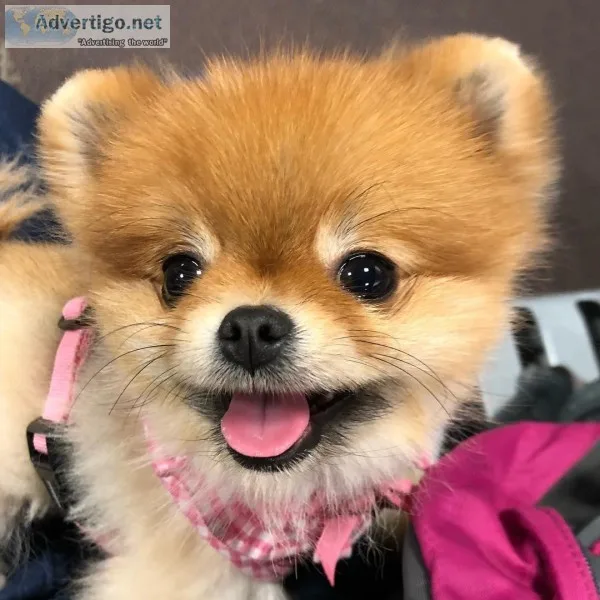Teddy Bear Orange Sable Pomeranian Girl Ready