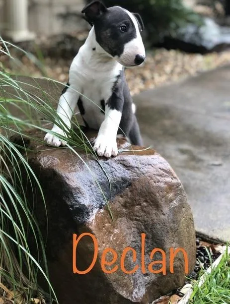 Nicely Marked Bull Terrier