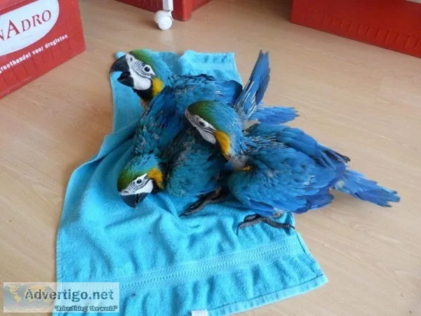 Adorable and lovely Blue and Gold Macaw Parrots Ready Now