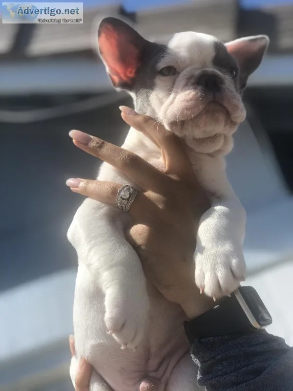 French bulldog puppies
