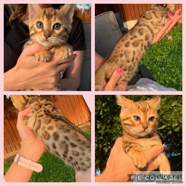 Bengal Kittens