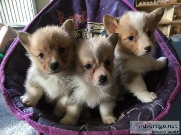 Top quality corgi puppies for sale 