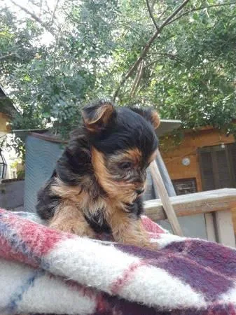 Cute  Yorkie  puppies  for  adoption