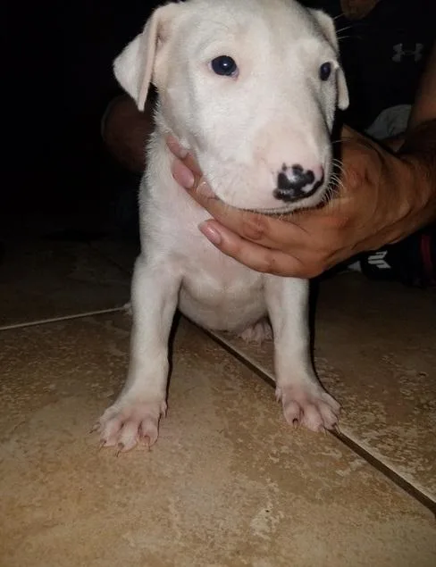 AKC Bull terrier