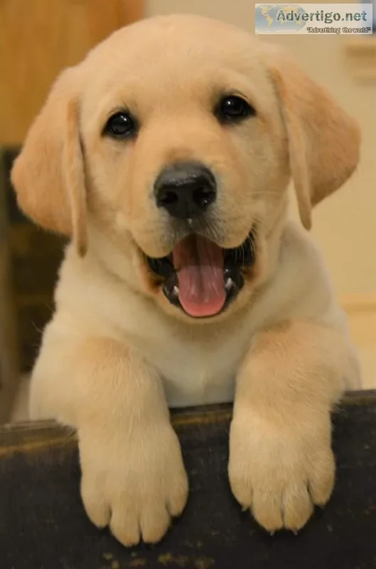 Yellow Labradors