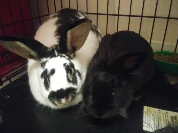 2 rabbits to good home