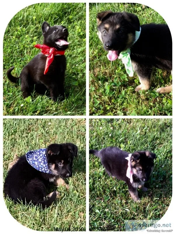 German Shepherd puppies