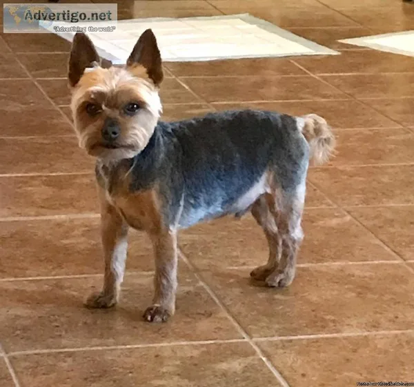 LOST Yorkie