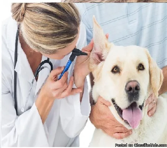 The Best Dog Clinic in Delhi NCR