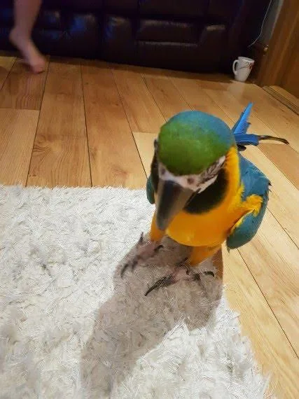 Blue and gold macaws ready